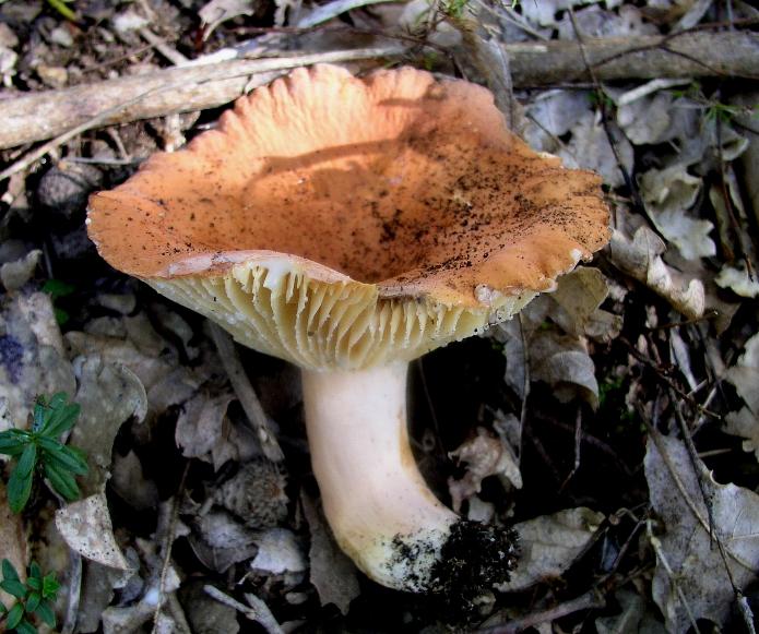 Lactarius fotog. il12.06.07